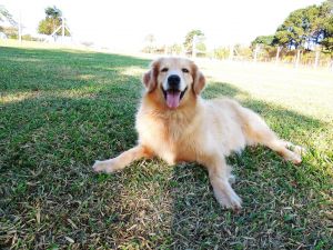 Pets viram modelo em evento de fotografia
