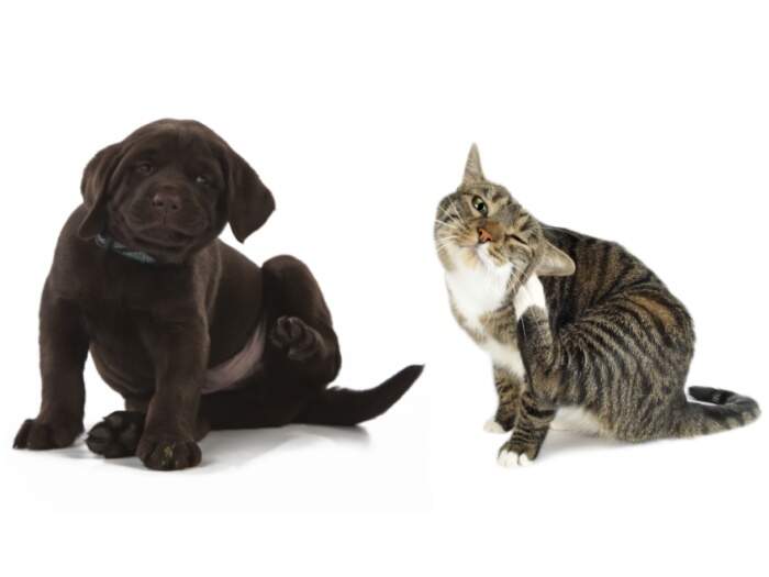 Petland tem um enorme engajamento no trabalho junto a Ongs de adoção
