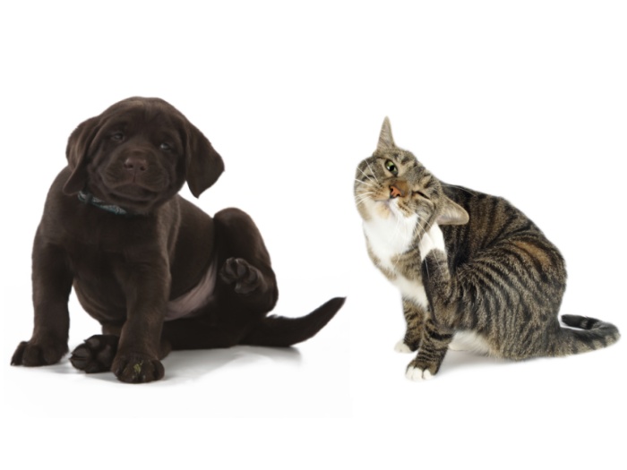 Parasitas de Verão: cães e gatos são mais suscetíveis a pegar pulgas e carrapatos em dias quentes. Saiba como eliminá-los