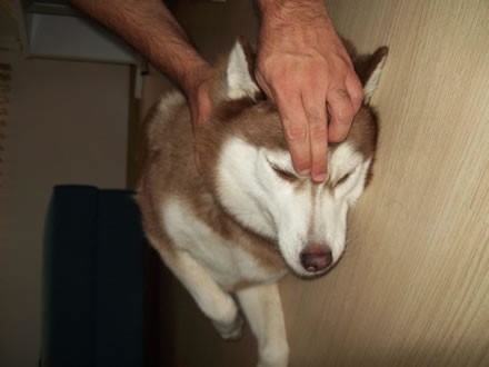 Shiatsu para Cachorros – Preço