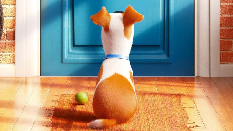 Veterinária da Petz dá dicas para que a “vida secreta dos bichinhos” seja tranquila