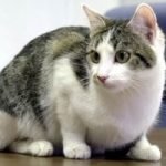 Veterinário cria a campanha “Miou, testou”