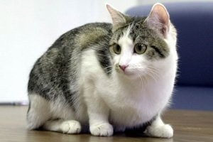 Erros comuns cometidos na alimentação de gatos