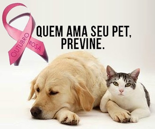 Outubro Rosa Pet alerta para câncer de mama em animais de estimação