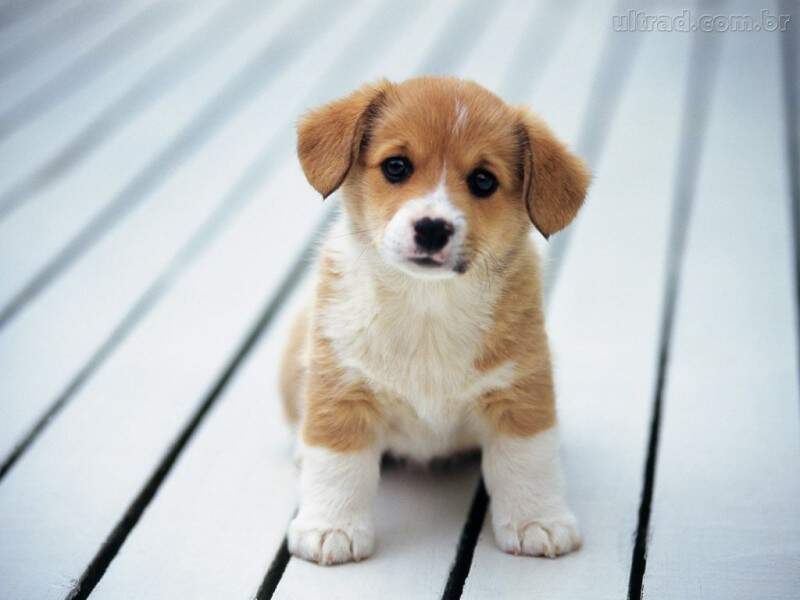 Como distrair os pets que ficam sozinhos em casa?