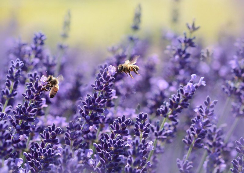 Flores que precisam de muita luz e pouca água são ideais para o verão