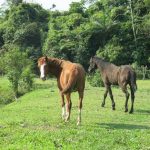 Conheça o Projeto Anjinhos da Rua, o maior santuário particular do mundo para animais abandonados em Peruíbe