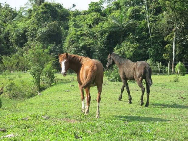 Conheça o Projeto Anjinhos da Rua, o maior santuário particular do mundo para animais abandonados em Peruíbe