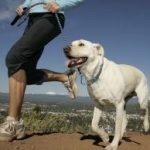 Saiba quais exercícios fazer com seu cão