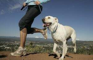 Saiba quais exercícios fazer com seu cão