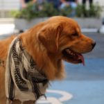 C&A realiza Dogs Day