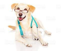Problemas cardíacos nos pets: Como identificar?