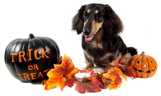 Halloween para pets e humanos