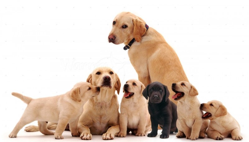 Dicas para viajar com animais de estimação.