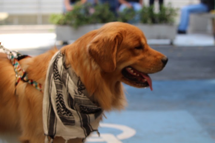 C&A realiza Dogs Day