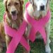 Outubro Rosa também alerta para câncer em pets