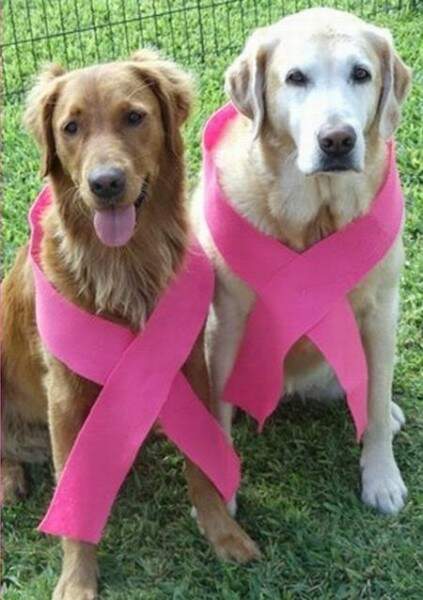 Outubro Rosa também alerta para câncer em pets