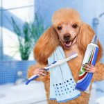 Saúde bucal: cães também precisam de cuidados