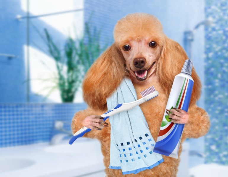 Saúde bucal: cães também precisam de cuidados