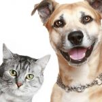 Estamos na época do ano mais propícia para a proliferação de pulgas e carrapatos