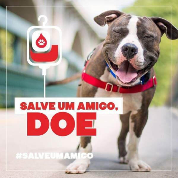 Doação de sangue entre animais: um ato de amor que pode salvar vidas