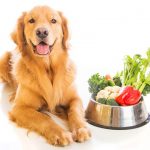 Padaria Pet lança ração vegana para para cães e gatos