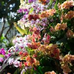 No feriado aprecie a beleza das orquídeas e bromélias no Jardim Botânico