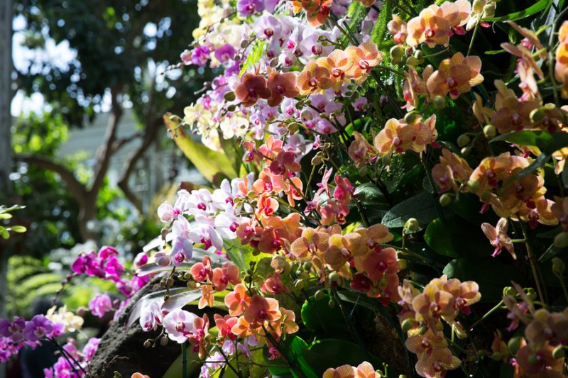 No feriado aprecie a beleza das orquídeas e bromélias no Jardim Botânico