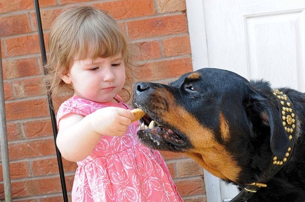 Mordidas de cachorro em crianças: tratamento e cirurgia