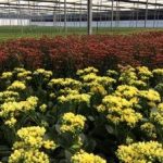 Black Friday inclui flores na lista de desejos dos consumidores