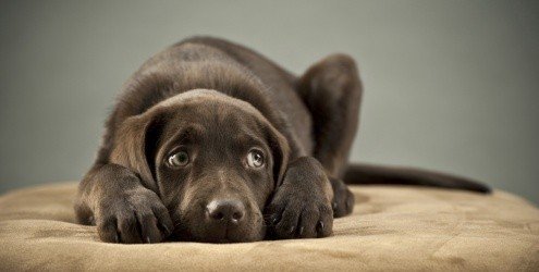 Dia Mundial do Diabetes Saiba quais são e como evitar as consequências da doença nos pets