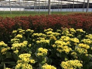 Black Friday inclui flores na lista de desejos dos consumidores