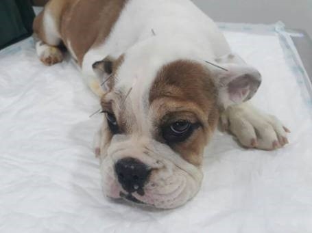 Animais de estimação se beneficiam da acupuntura