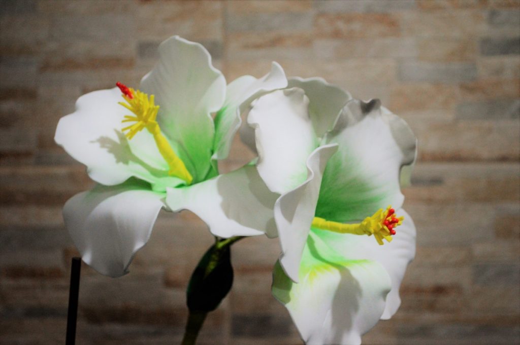 Ibraflor prevê falência de 66% dos produtores de flores e de plantas ornamentais