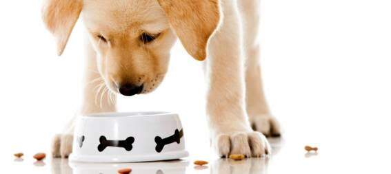 Entenda porque esconder o alimento de seu cachorro traz benefícios para saúde dele