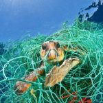 Equipamentos de pesca abandonados ou perdidos nos oceanos brasileiros podem impactar 69 mil animais marinhos por dia