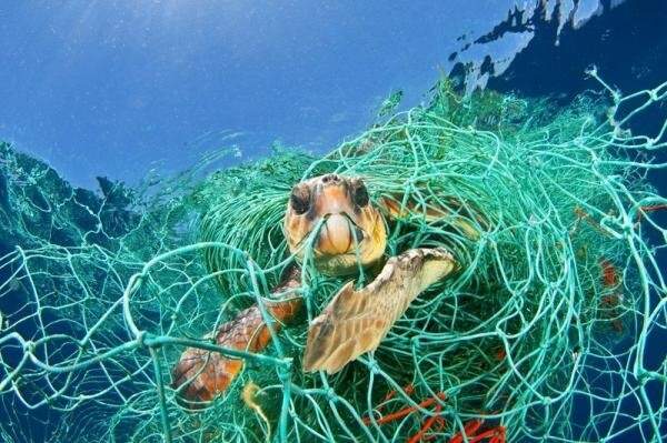 Equipamentos de pesca abandonados ou perdidos nos oceanos brasileiros podem impactar 69 mil animais marinhos por dia