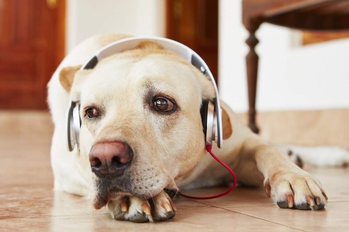 Conheça 5 terapias alternativas para pets