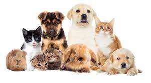 Aprovado Projeto de Lei que inclui direitos dos animais na legislação nacional