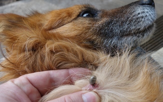 Pulgas e carrapatos: os maiores inimigos dos pets no verão