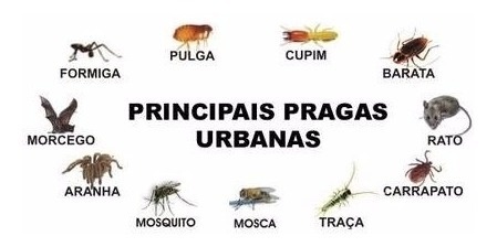 Evite a ocorrência de pragas urbanas durante o verão