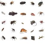 Procura por dedetização cresce com a chegada do verão