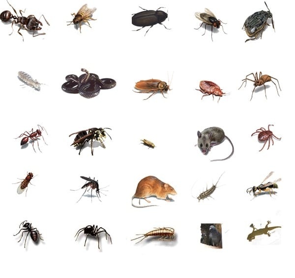 Procura por dedetização cresce com a chegada do verão