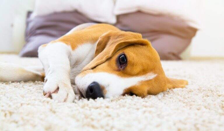 Cães sozinhos em casa: Como tornar o momento  menos estressante para o pet?