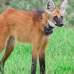 Nova cédula R$200 eleva a atenção para a preservação do lobo-guará