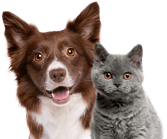 Prefeitura de SP inaugura Hospital Veterinário Público na Zona Sul