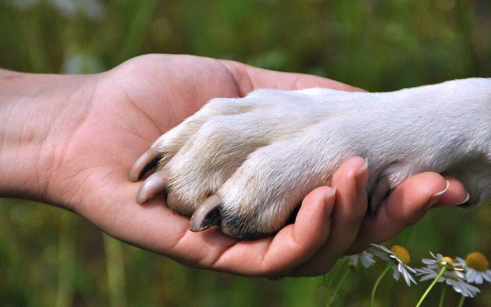 Vínculo e Conexão entre humano e cão