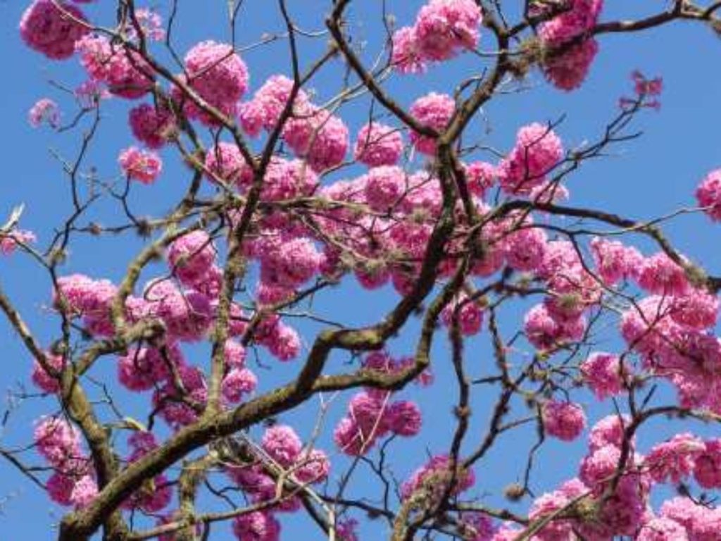 5 plantas para melhorar a energia do lar