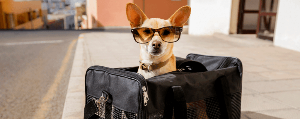 Viagem: GOL e Cobasi, juntas, fazem ações para celebrar a presença dos animais de estimação a bordo