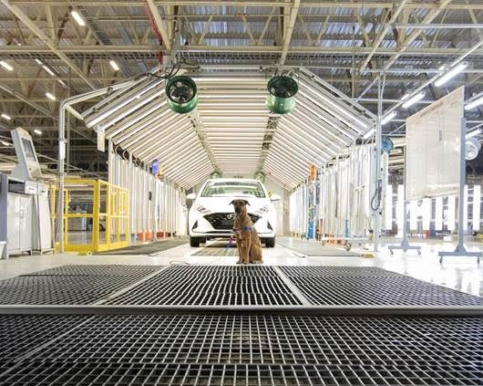 Vira-lata caramelo que virou “cão-sultor” de vendas visita fábrica da Hyundai em Piracicaba